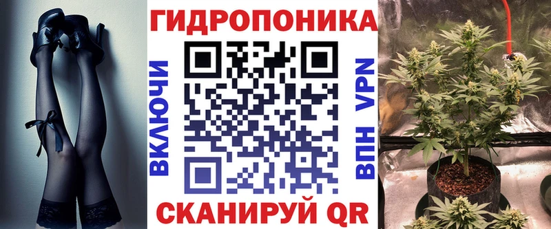 Каннабис сатива Высоцк